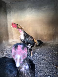 “Pure Desi Roosters and Hens for Sale – Healthy & Active!”