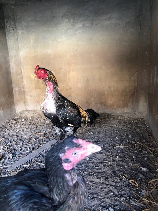 “Pure Desi Roosters and Hens for Sale – Healthy & Active!” 1