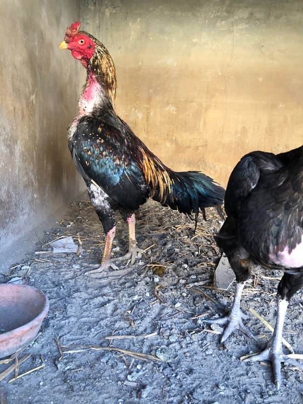 “Pure Desi Roosters and Hens for Sale – Healthy & Active!” 2