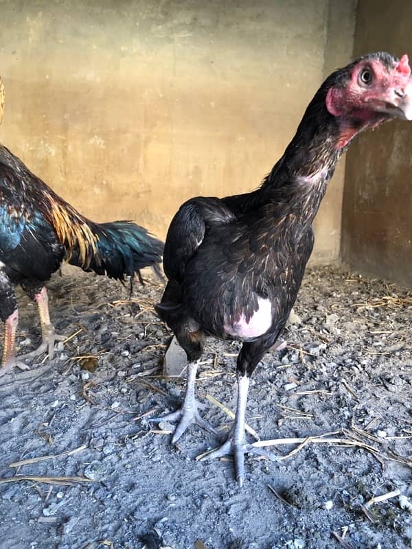 “Pure Desi Roosters and Hens for Sale – Healthy & Active!” 3