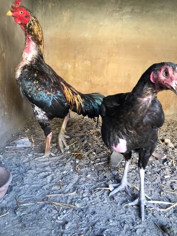 “Pure Desi Roosters and Hens for Sale – Healthy & Active!” 5