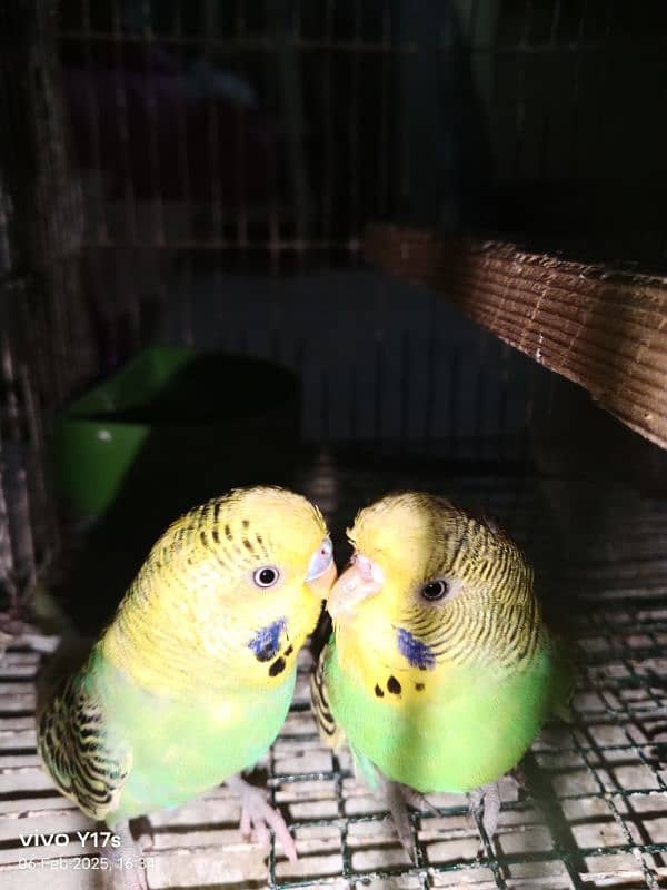 budgie breeder pair 3