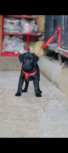 labra dog 2 month age vacine