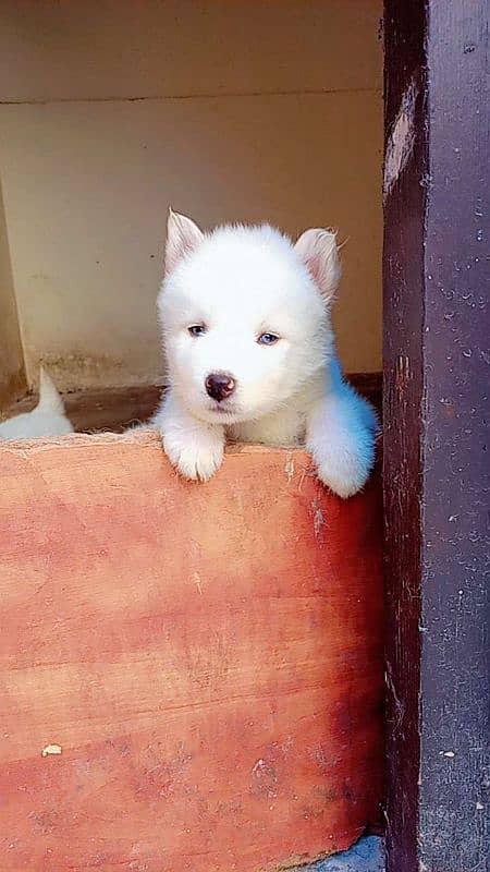 Siberian husky 1