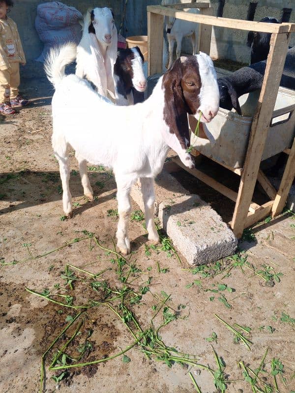 Bakra 3 male 0