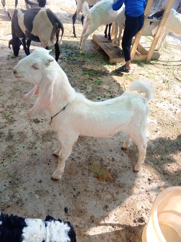 Bakra 3 male 9