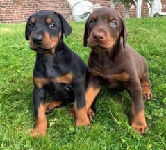 pedigree dobarman puppies available