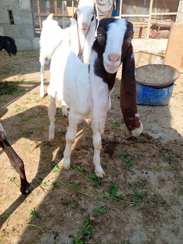 3 male bakra 1