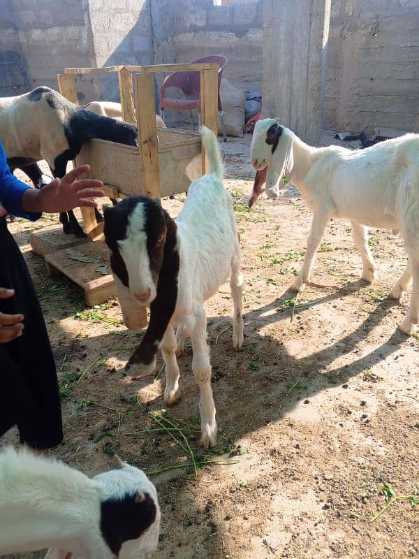 3 male bakra 6