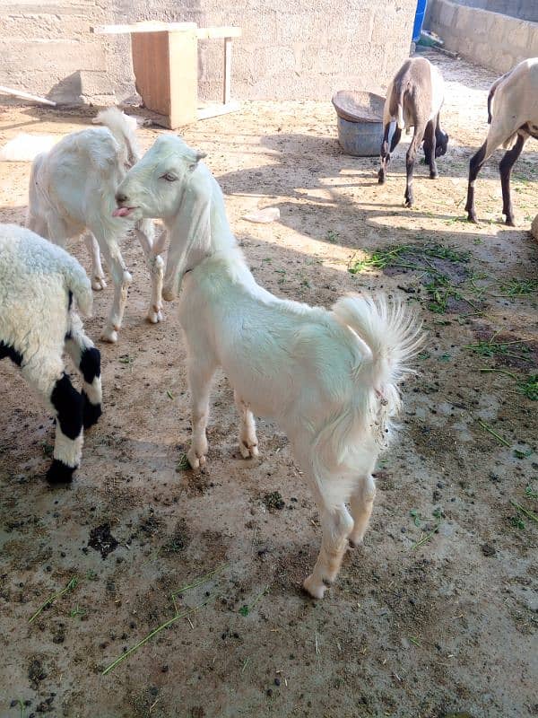 3 male bakra 9