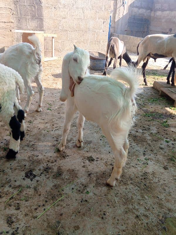 3 male bakra 10