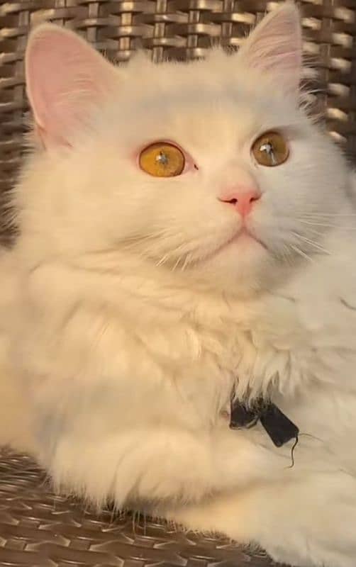 Persian cat for sale 1