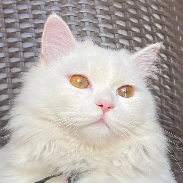 Persian cat for sale 2