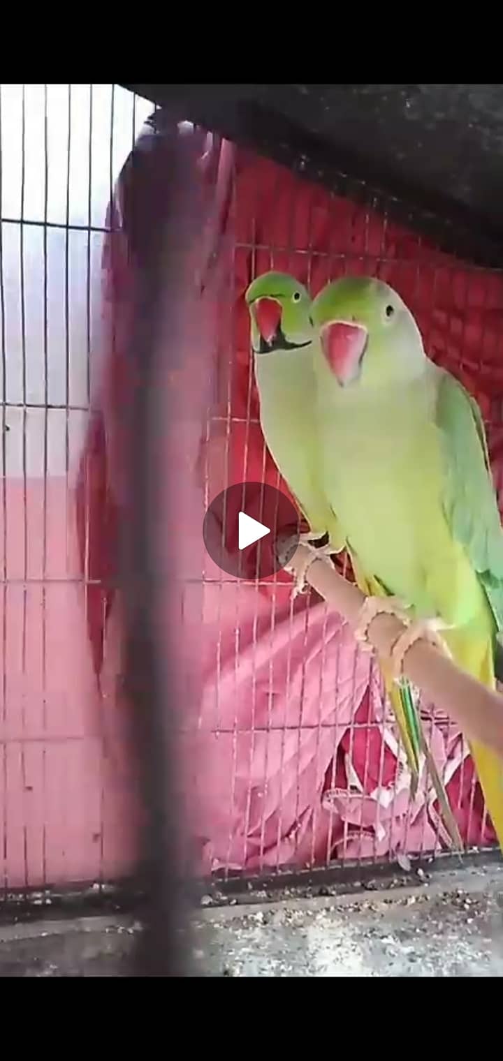 Breading green parrot 0