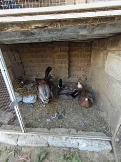 Duck and duck eggs available