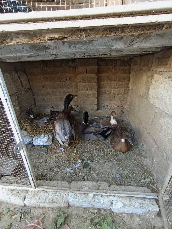 Duck and duck eggs available 0