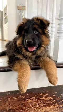 German Shepherd long coat puppies available