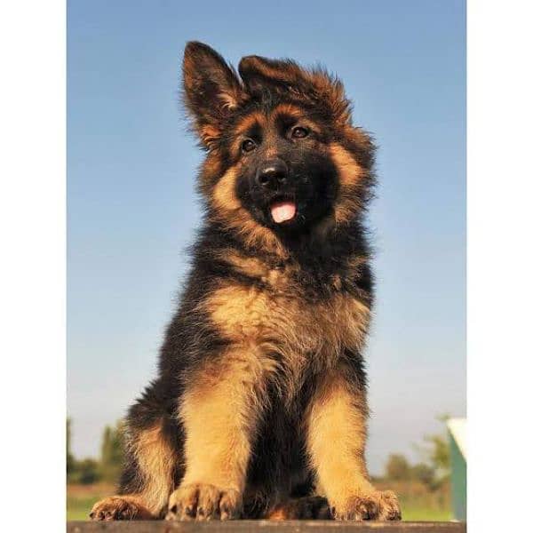 German Shepherd long coat puppies available 1