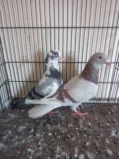 dobaz male breeder pair wp no 0308 4435483