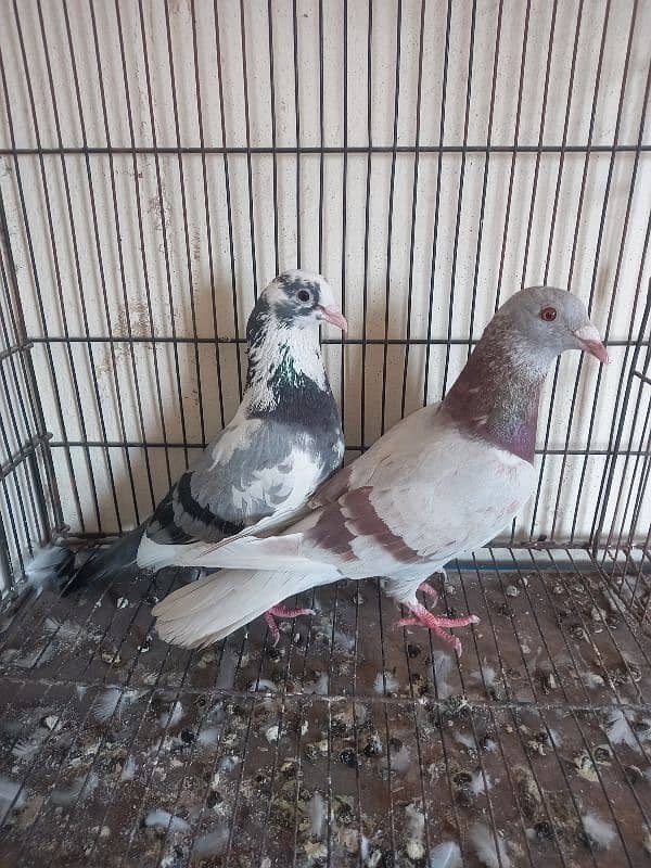 dobaz male breeder pair wp no 0308 4435483 0