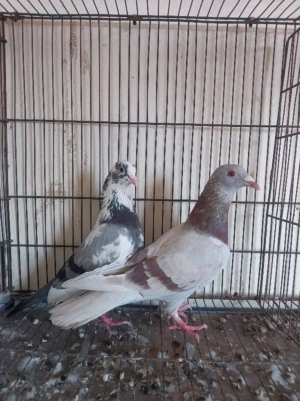 dobaz male breeder pair wp no 0308 4435483 1