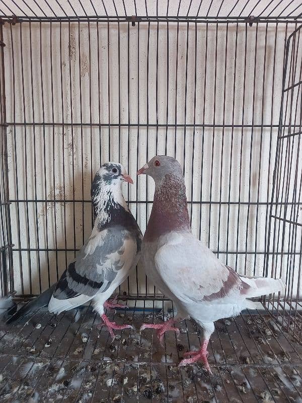 dobaz male breeder pair wp no 0308 4435483 2