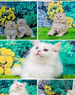 Persian | Tripple Coat | Fluffy | Cute face | Blue eye | kitten | Cat