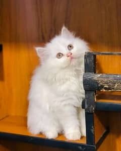 Persian | Tripple Coat | Fluffy | Cute face | Blue eye | kitten | Cat