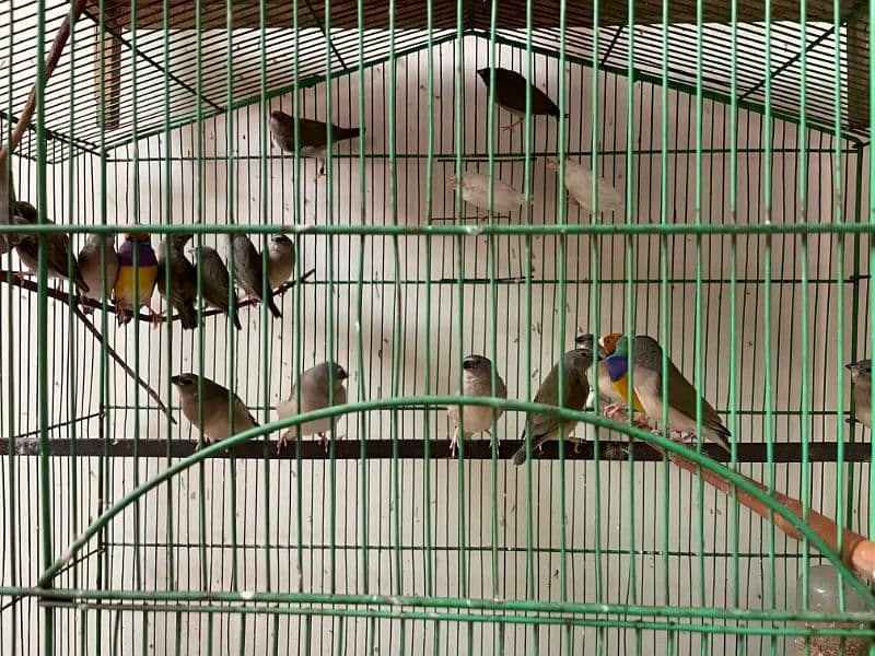 gouldian chicks 0