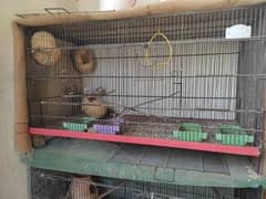 fisher finches & both cage