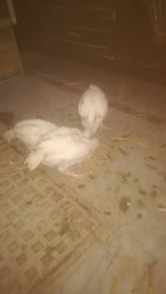 PURE WHITE PAPPER CHICKS FOR SALE