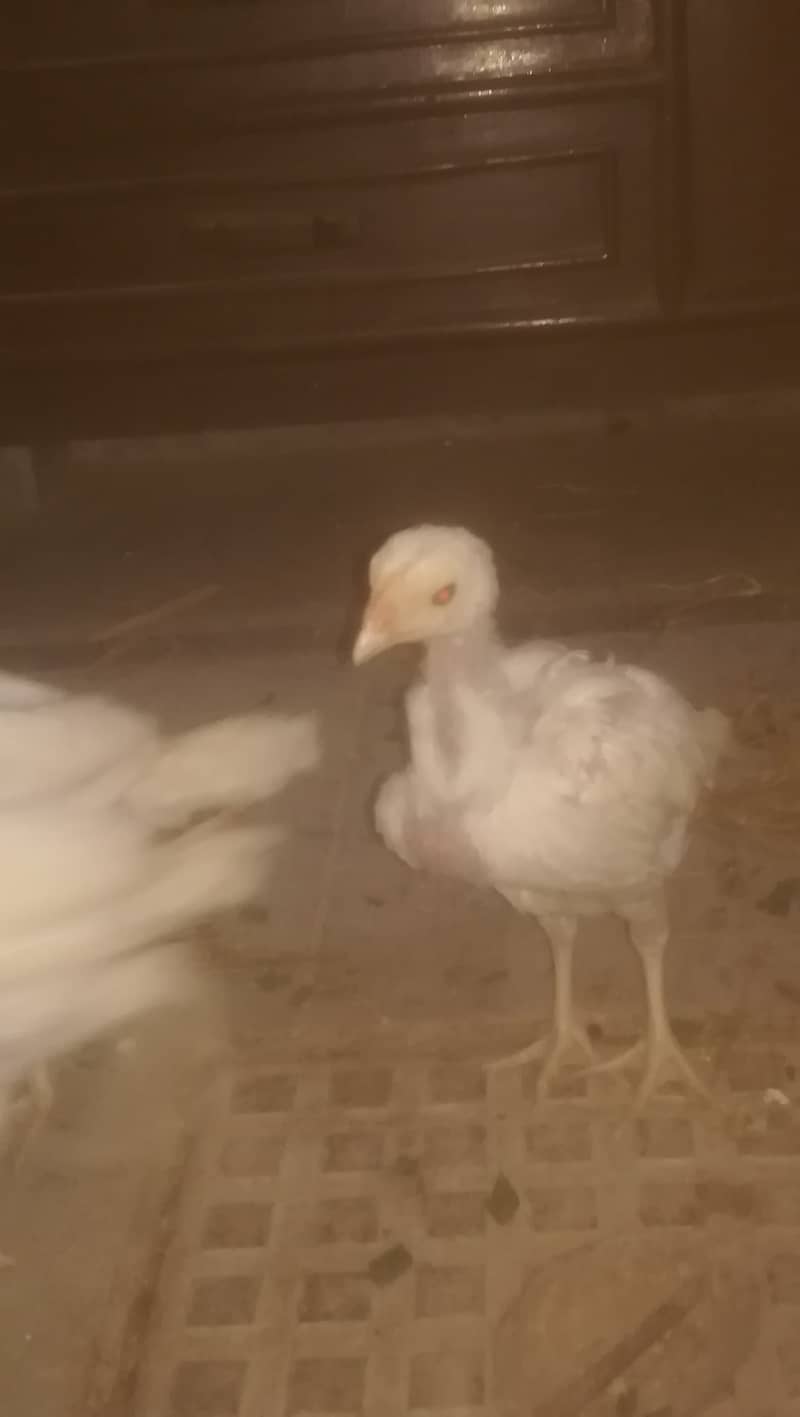 PURE WHITE PAPPER CHICKS FOR SALE 1