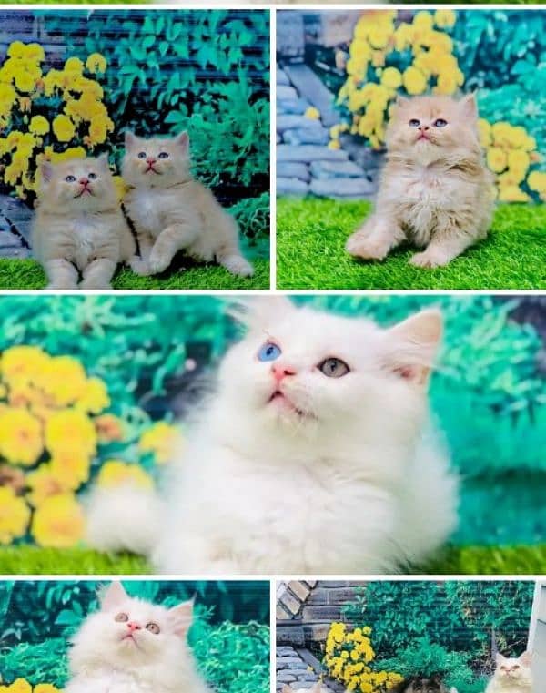 Persian | Tripple Coat | Fluffy | Cute face | Blue eye | kitten | Cat 0