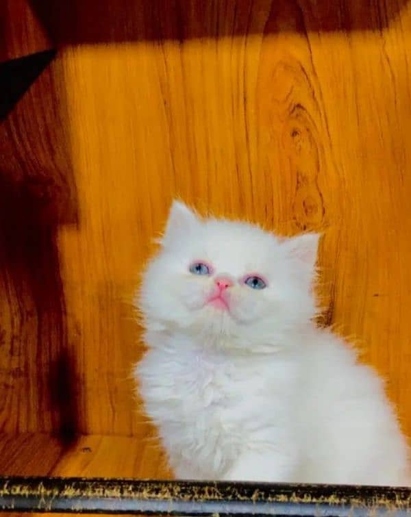 Persian | Tripple Coat | Fluffy | Cute face | Blue eye | kitten | Cat 2