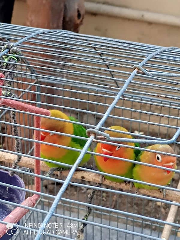 Lovebirds Green Fisher confirm breeder pair with chick 0