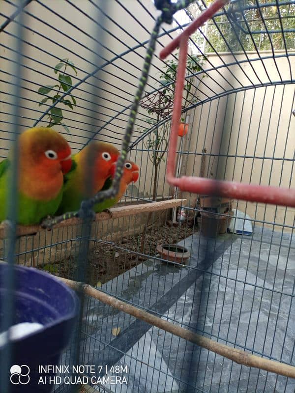 Lovebirds Green Fisher confirm breeder pair with chick 1