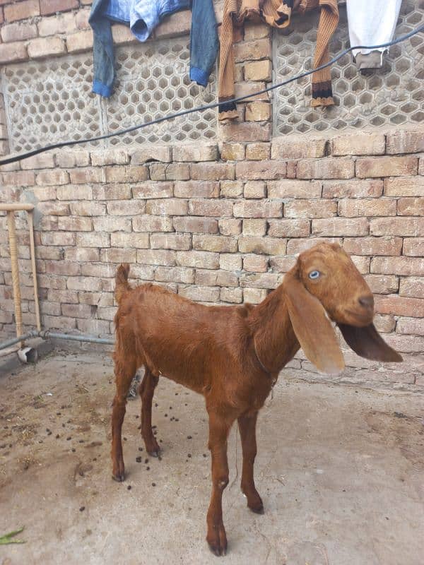 desi bakri 1