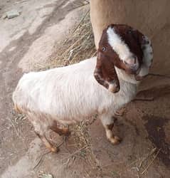 goats urgent sale