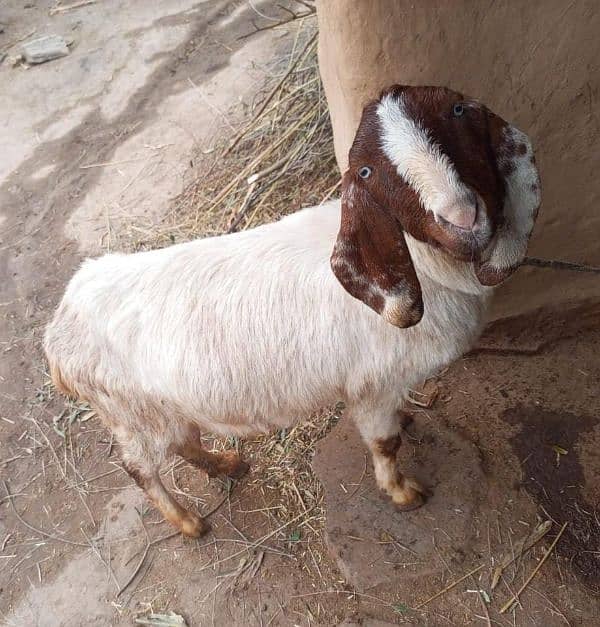 goats urgent sale 0