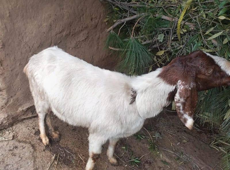 goats urgent sale 2