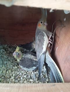 Breeder cocktail pair+ ringneck pair+ heavy & strong cage