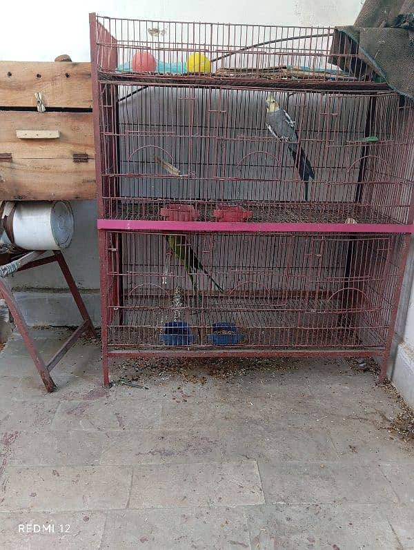 Breeder cocktail pair+ ringneck pair+ heavy & strong cage 2