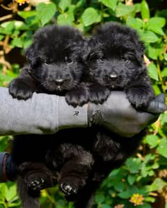 black German shepherd