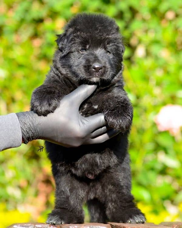 black German shepherd 1