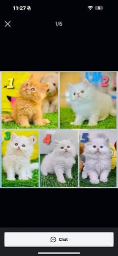 Persian | Tripple Coat | Fluffy | Cute face | Blue eye | kitten | Cat