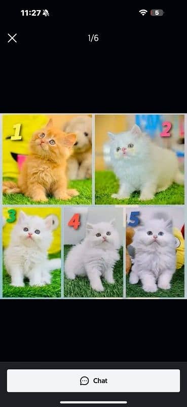 Persian | Tripple Coat | Fluffy | Cute face | Blue eye | kitten | Cat 0