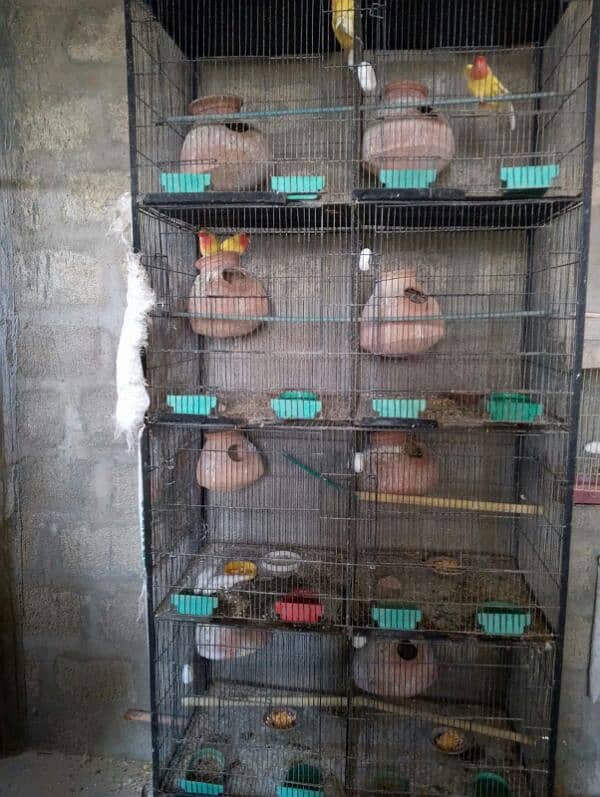 lutino breeding setup 1