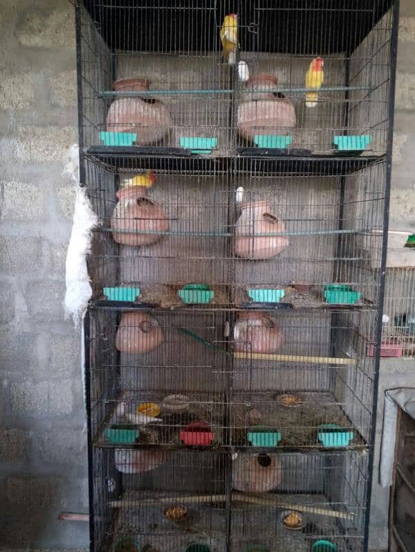 lutino breeding setup 3