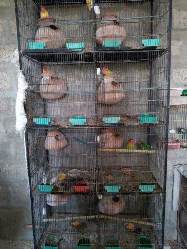 lutino breeding setup 10