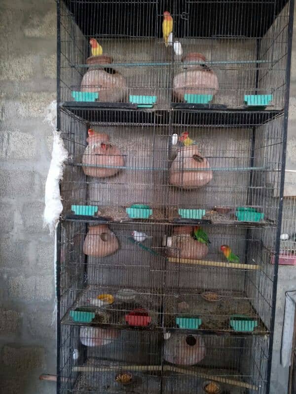 lutino breeding setup 11